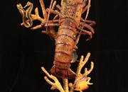 lobster-sculptures (2)