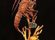 lobster-sculptures (3)